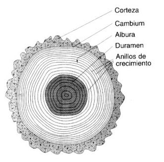 sección tronco