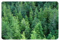 Bosque de coníferas