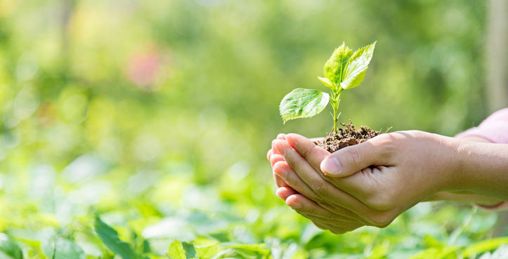 Woman hands holding a small plant